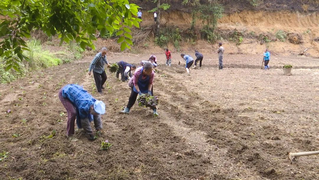 保底种植收紫苏 芦山村民信心足